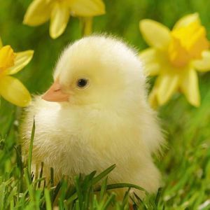 Meet your Posher, Sheryl